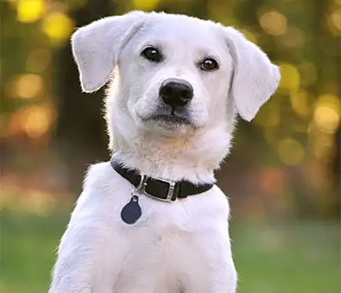 team-dog